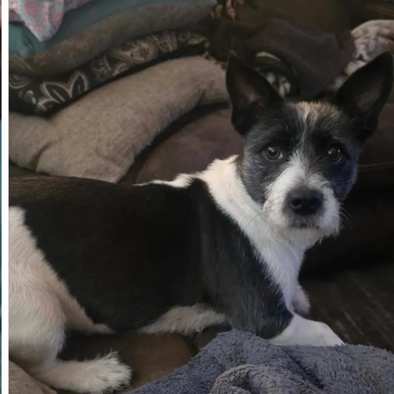A young small-sized female Schnauzer dog named Ruby for adoption in Baton Rouge, LA