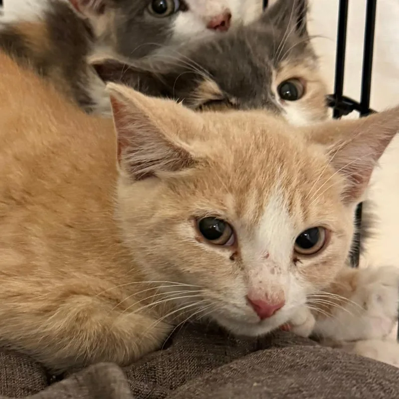 A baby medium-sized male Buff / Tan / Fawn Domestic Short Hair cat named Syrup for adoption in Concord, NH