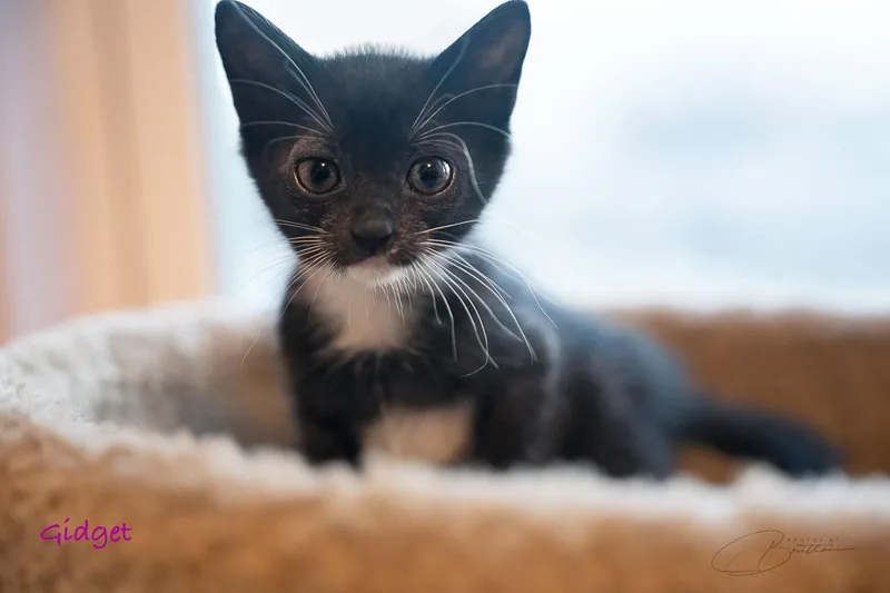 A baby medium-sized female Tuxedo cat named Gidget for adoption in Magnolia Springs, AL