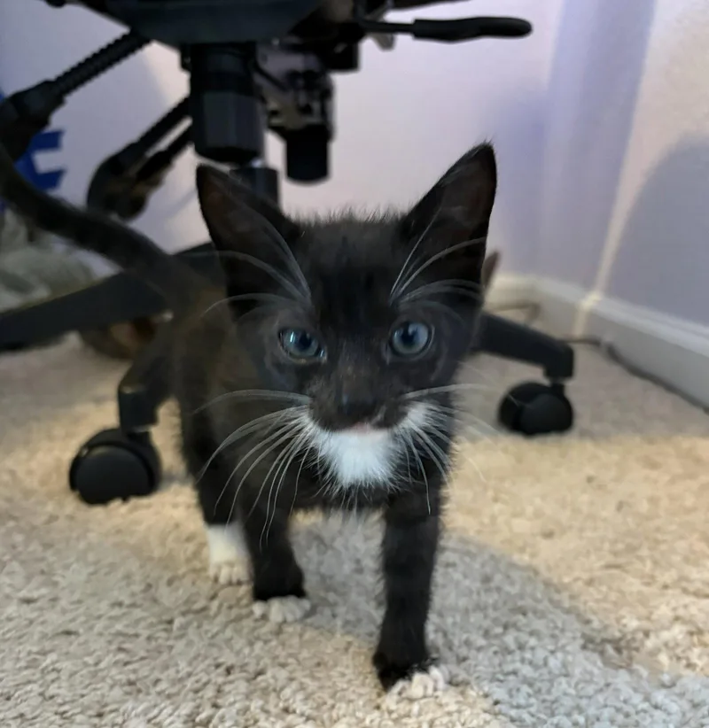 Gidget thumbnail 2
