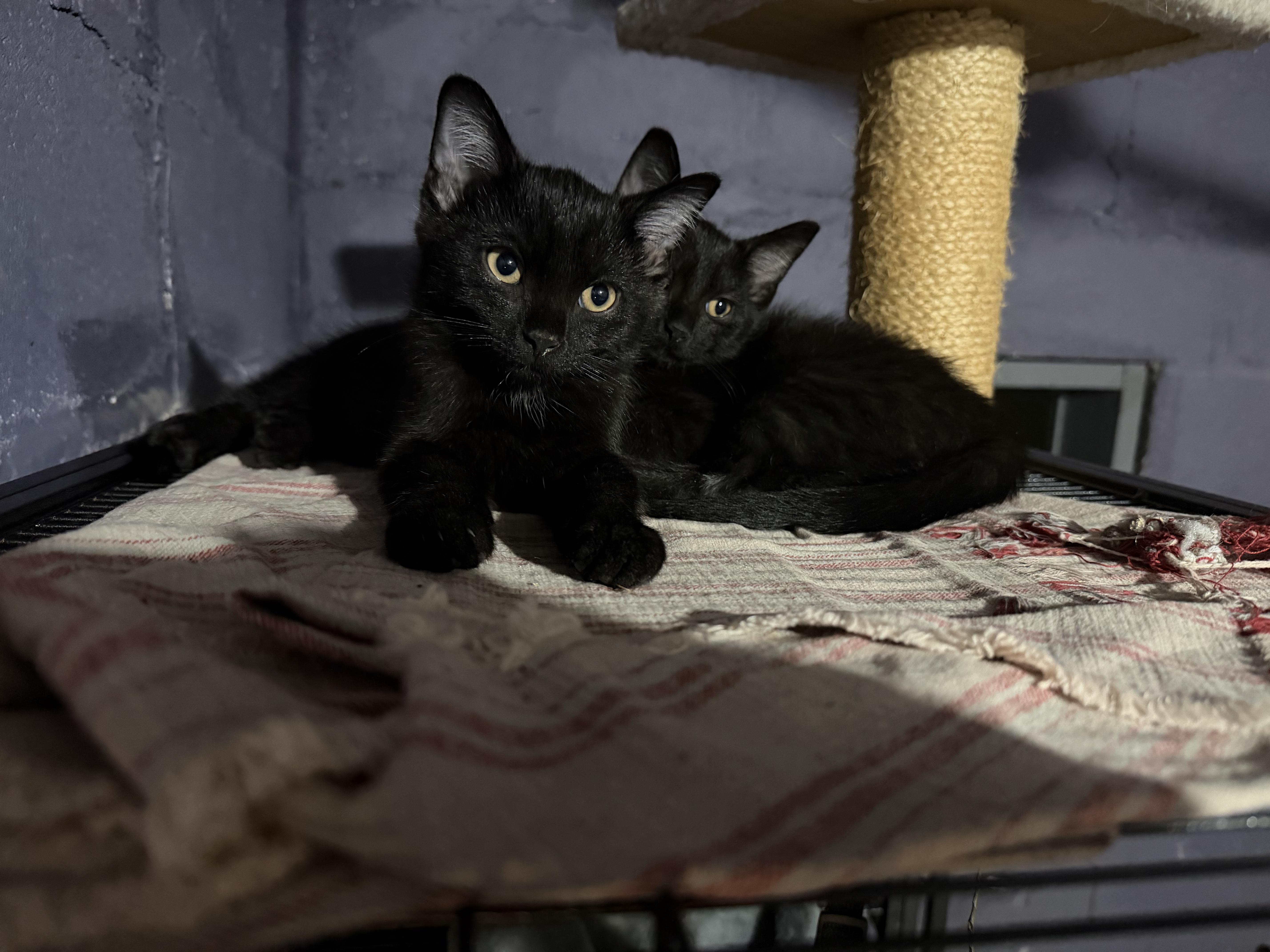 A baby small-sized male American Shorthair cat named Salem for adoption in Cincinnati, OH