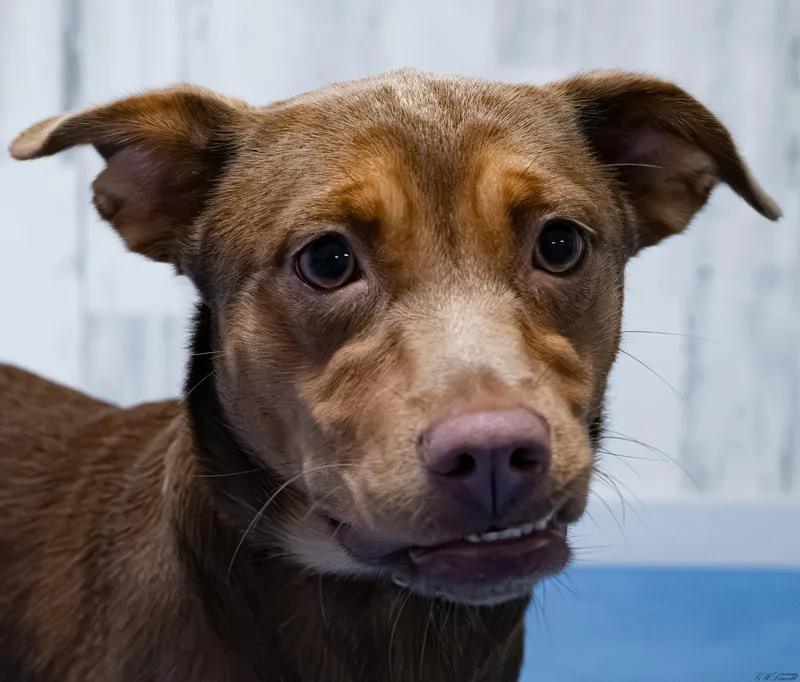 A baby medium-sized female Brown / Chocolate Mixed Breed dog named Coco for adoption in BONIFAY, FL
