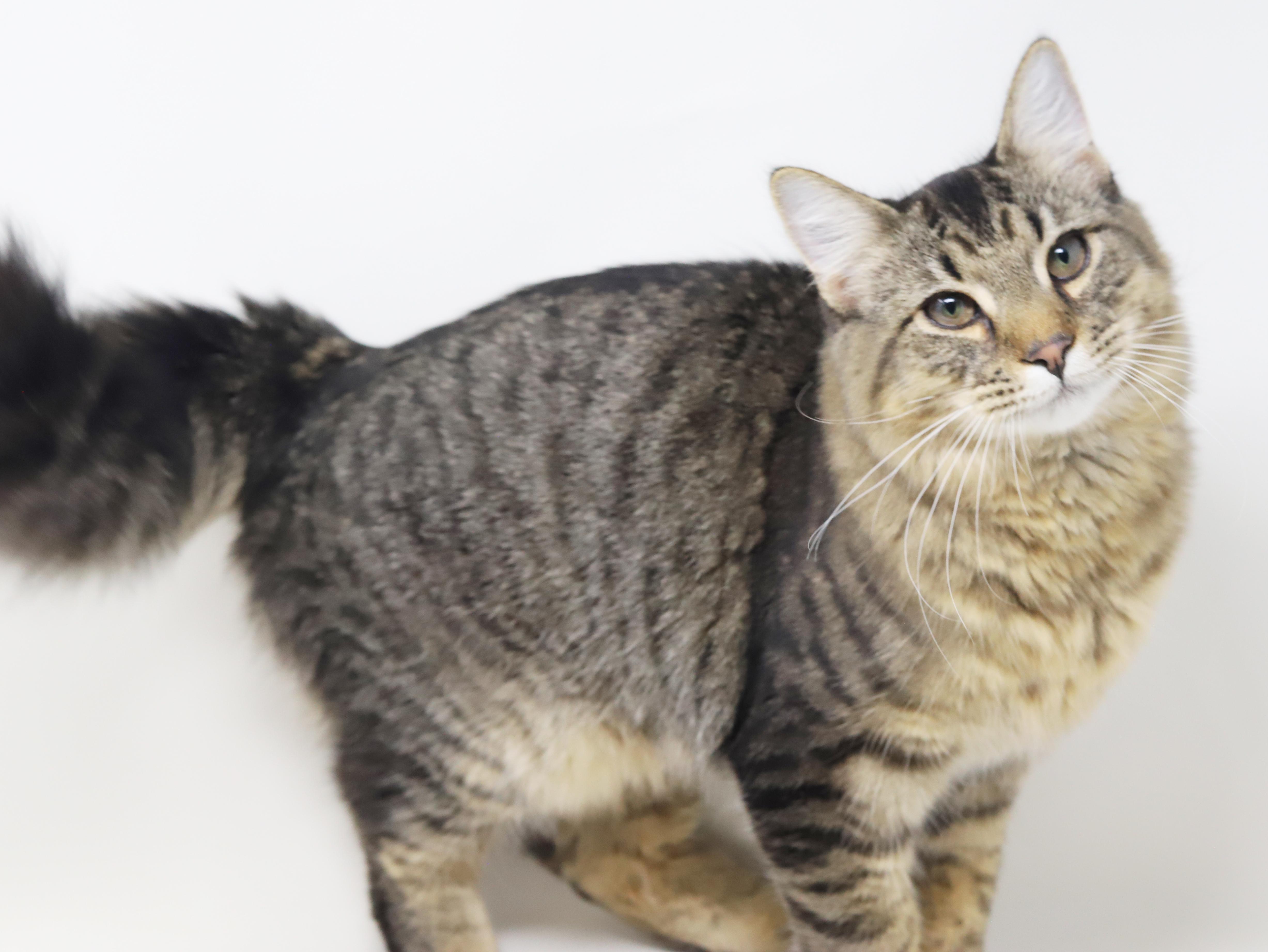 Doofus What A Dorky thumbnail 3