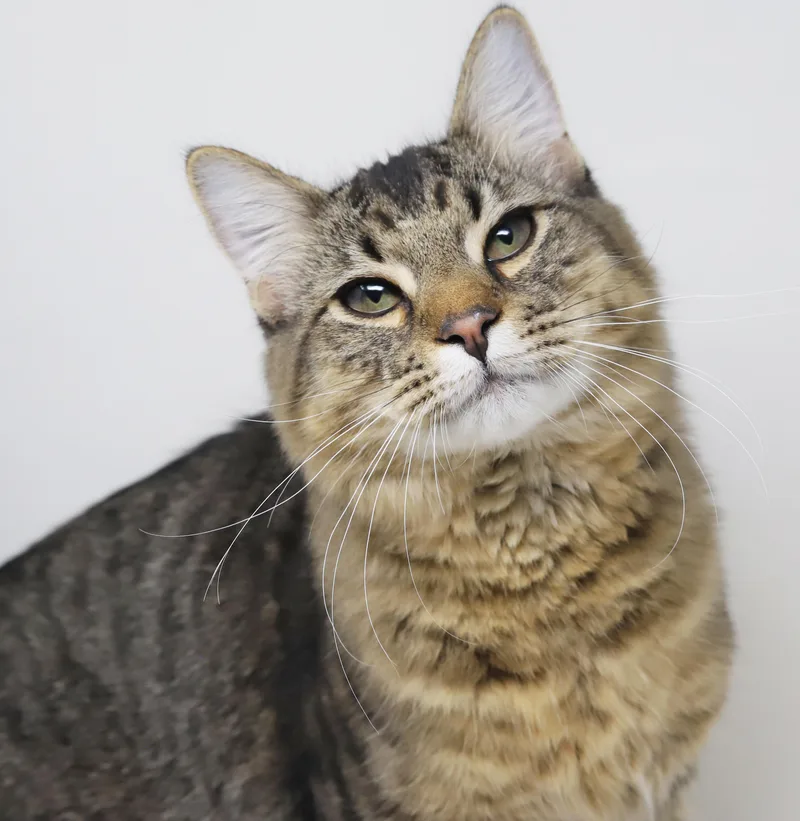 Doofus What A Dorky thumbnail 4