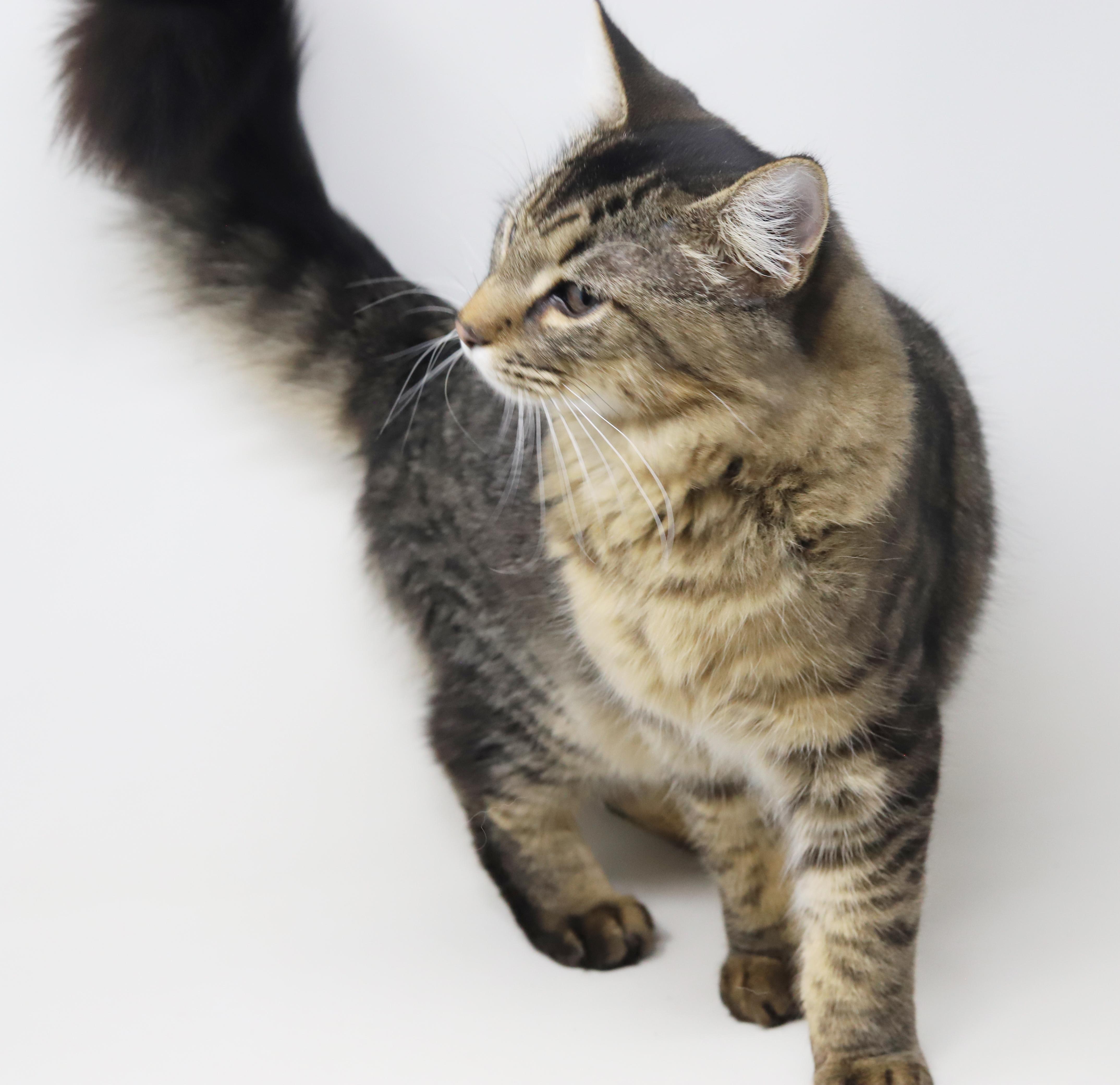 Doofus What A Dorky thumbnail 5