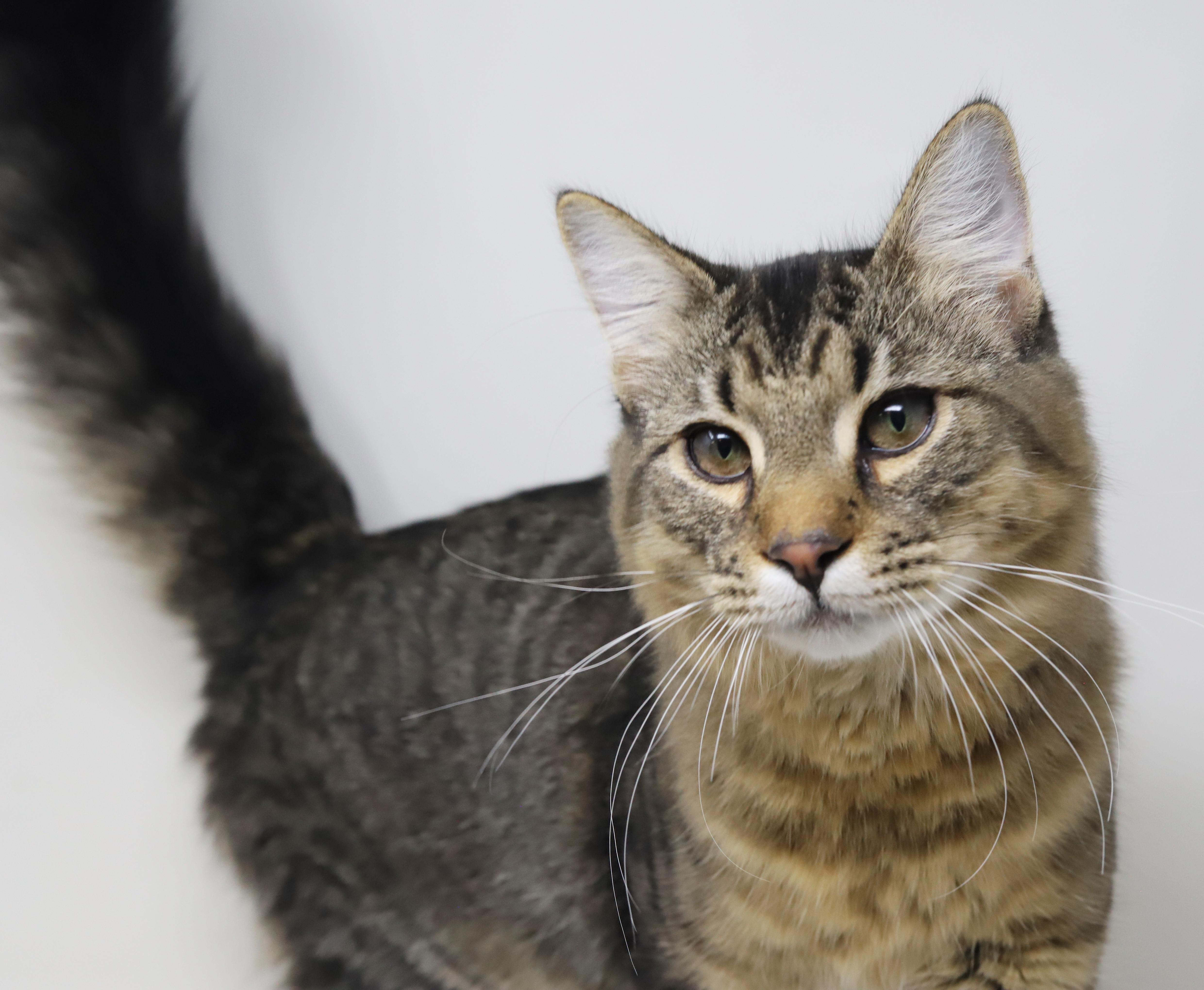 A baby medium-sized male Tabby (Brown / Chocolate) Maine Coon cat named Doofus What A Dorky for adoption in Bedford Hills, NY
