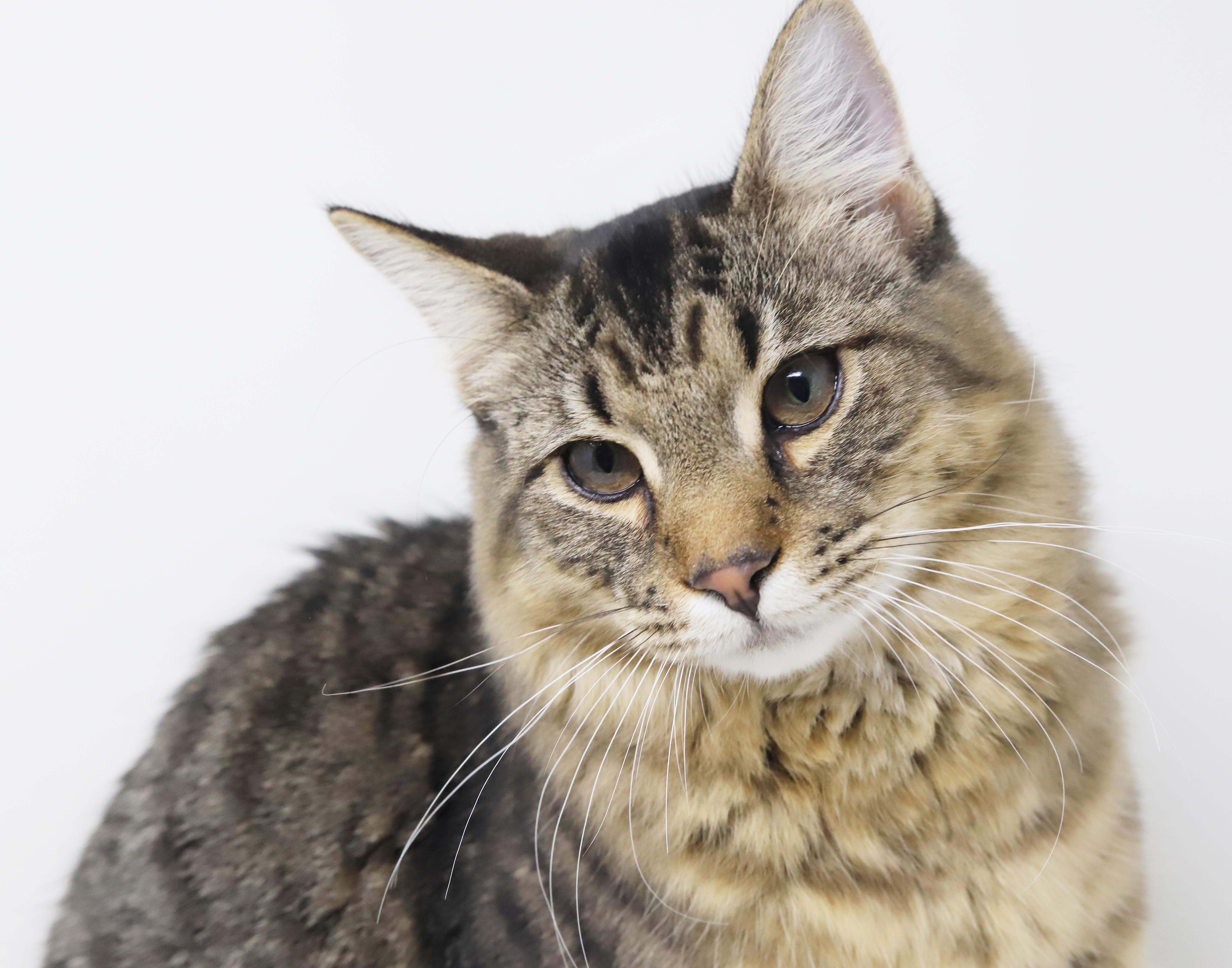 Doofus What A Dorky thumbnail 6