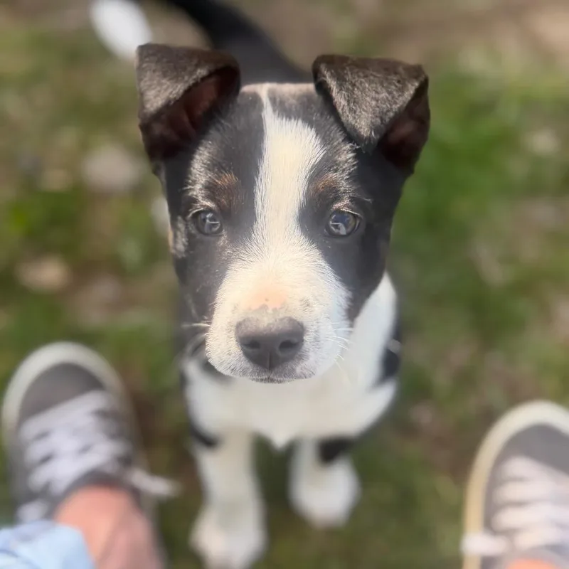 A baby medium-sized male Black Australian Cattle Dog / Blue Heeler dog named Rolo for adoption in Centralia, WA
