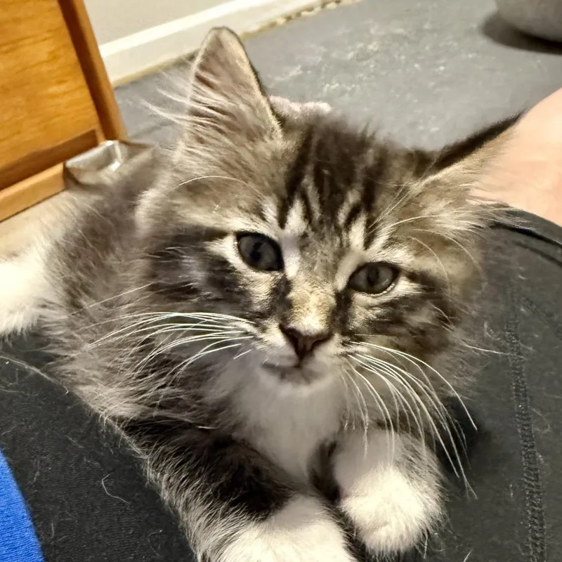 A baby small-sized male Gray / Blue / Silver Domestic Medium Hair cat named Mulder for adoption in Chapel Hill, NC