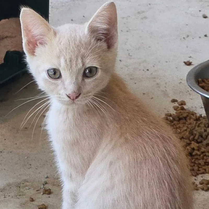 A baby small-sized male Buff / Tan / Fawn Domestic Short Hair cat named Opportunity for adoption in Brownsboro, AL