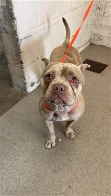 A young small-sized female French Bulldog dog named Sheri for adoption in San Bernardino, CA