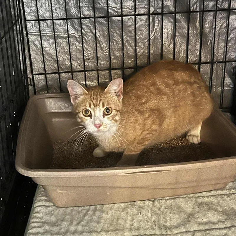 An adult small-sized male Orange / Red Domestic Short Hair cat named Cheerio for adoption in Stephenville, TX