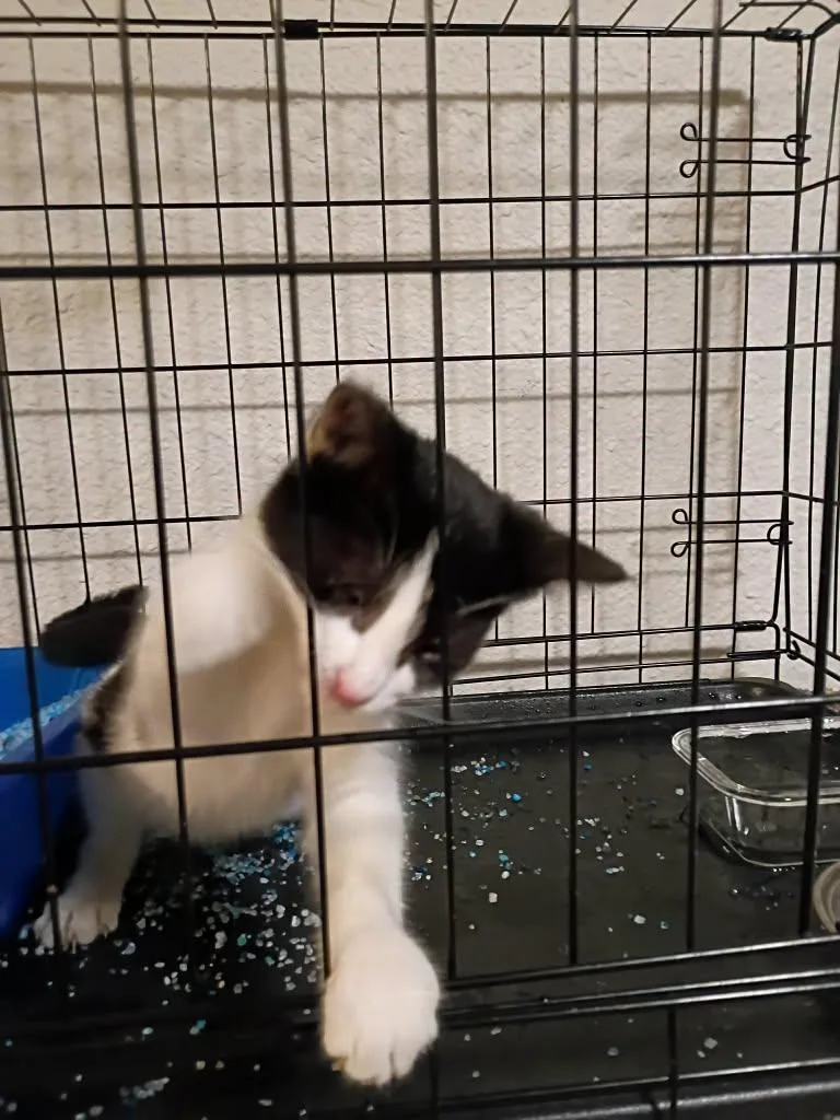 A baby medium-sized female Tuxedo cat named CupCake for adoption in Cut Bank, MT