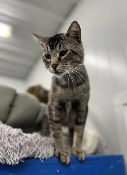 An adult medium-sized male Domestic Short Hair cat named Plum for adoption in Humboldt, IA