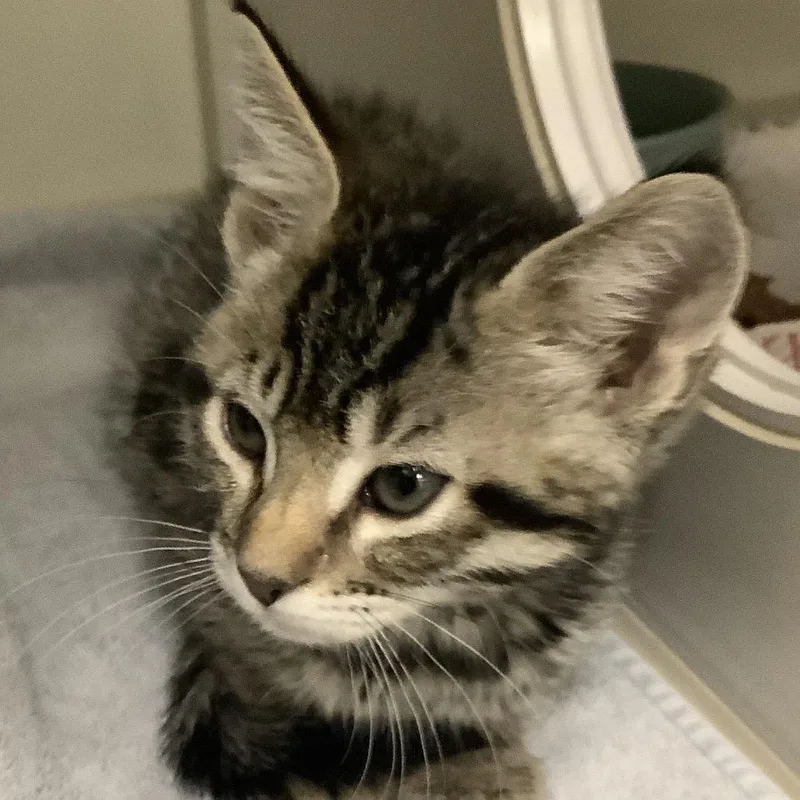 A baby small-sized male Brown / Chocolate Domestic Short Hair cat named Scooby for adoption in Redwood City, CA