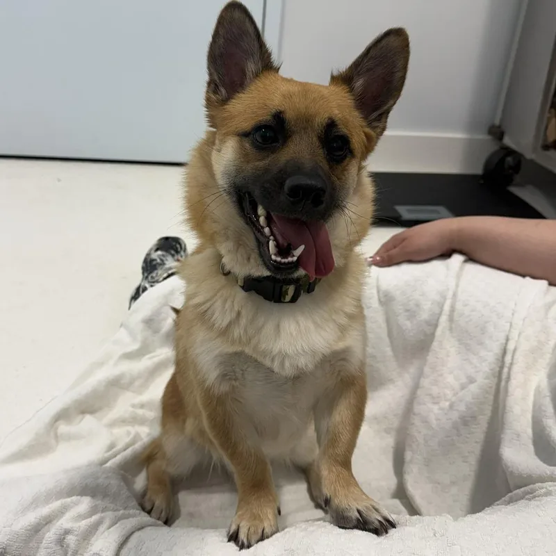 An adult medium-sized male Golden Corgi dog named Bear for adoption in Middletown, NY