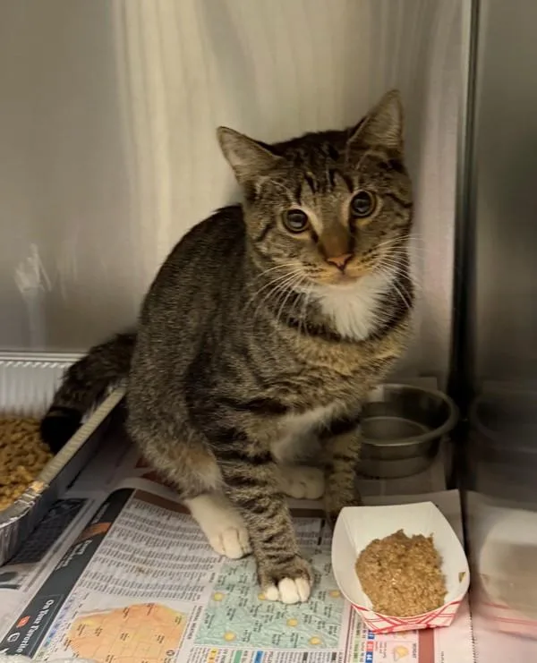 An adult medium-sized male Domestic Short Hair cat named Fm Warlock for adoption in Lawrenceville, GA
