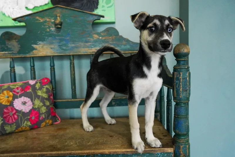 Moonshine thumbnail 2