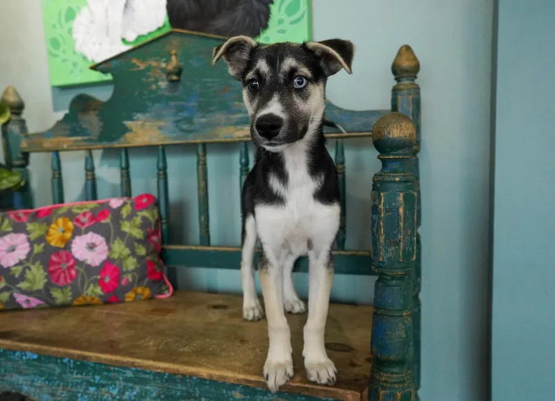 Moonshine thumbnail 3