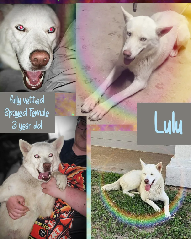 Lulu