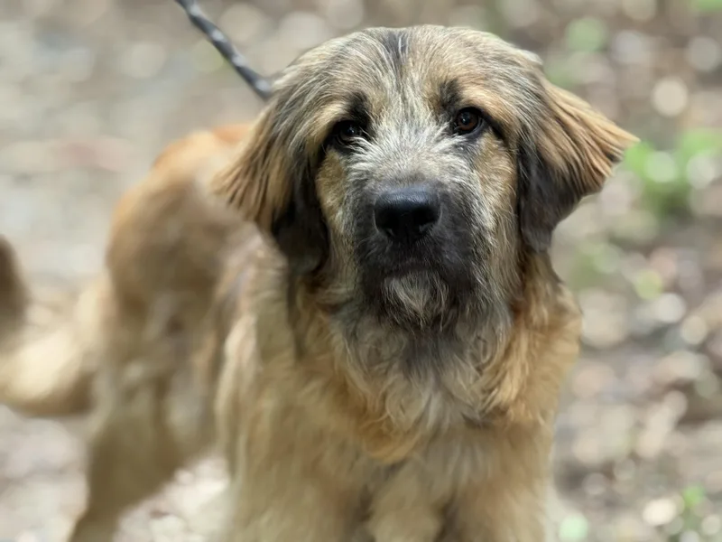 A young large-sized male Sable Briard dog named Neville for adoption in Meherrin, VA