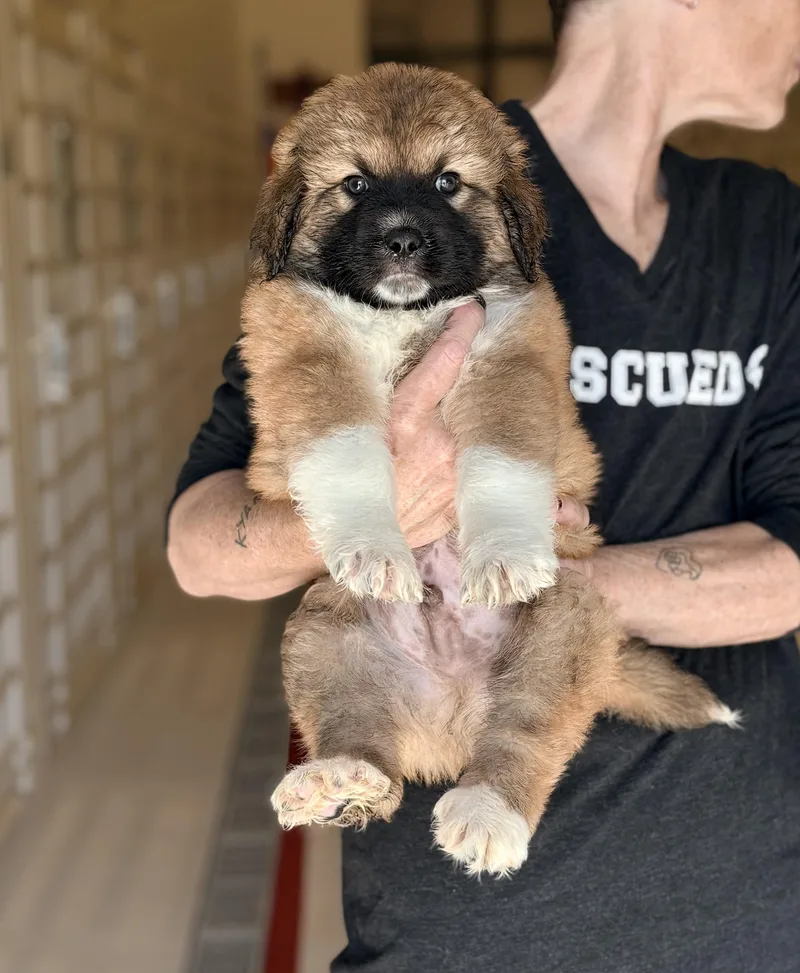 A baby medium-sized male Shepherd dog named Zeke for adoption in Chicago, IL