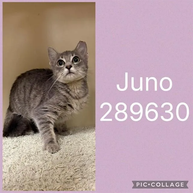 A baby medium-sized female Domestic Short Hair cat named Juno for adoption in Macon, GA