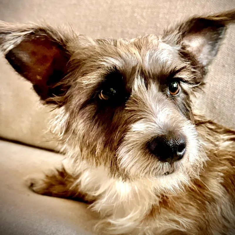 An adult small-sized female Gray / Blue / Silver Terrier dog named Josephine for adoption in Boerne, TX