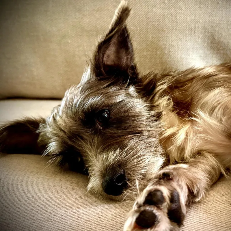 Josephine thumbnail 2