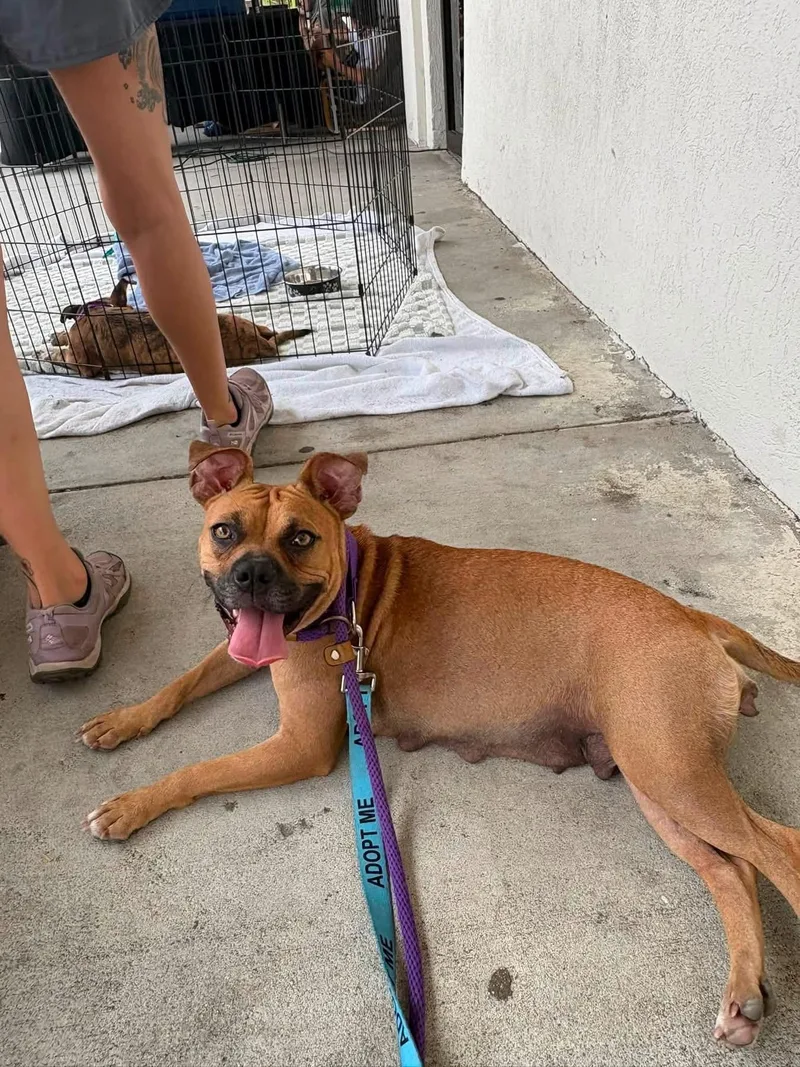 An adult medium-sized female Brown / Chocolate Mixed Breed dog named Lil Mama for adoption in Myrtle Beach, SC