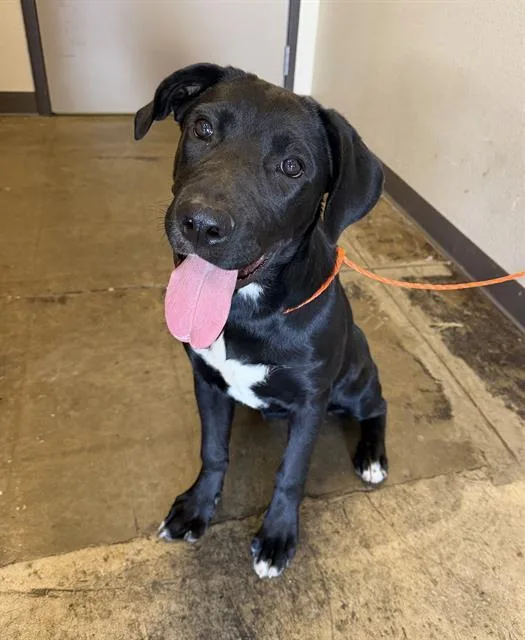 A young large-sized female Labrador Retriever dog named Jinx for adoption in Ontario, CA
