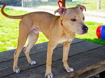 An adult medium-sized male Mixed Breed dog named Scrappy for adoption in West Chester, PA