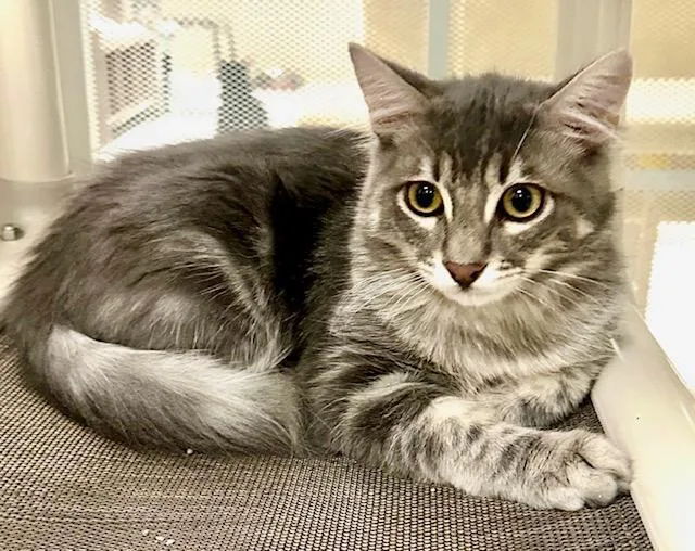 Moonlight thumbnail 2