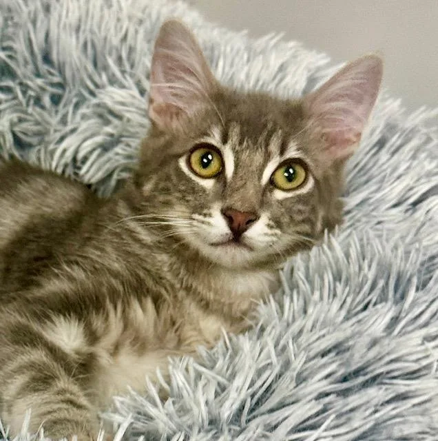 Moonlight thumbnail 3