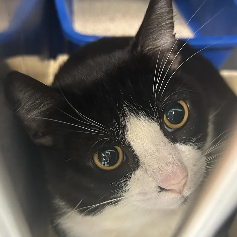 An adult medium-sized male Black Domestic Short Hair cat named Sailor Cat Voyager for adoption in Tacoma, WA