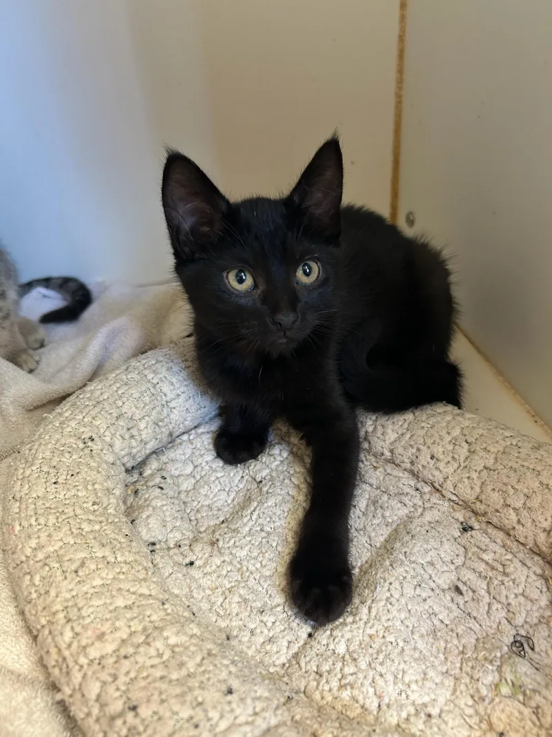 A baby medium-sized female Black Domestic Short Hair cat named Cedar for adoption in Kent, WA