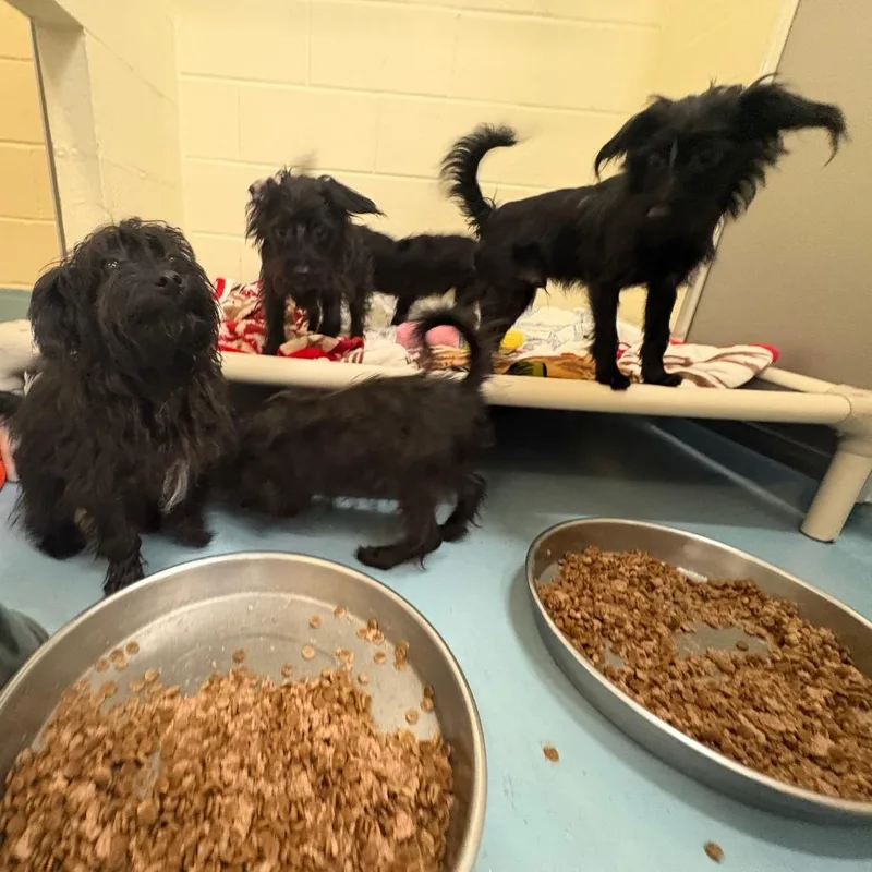 A young small-sized male Black Poodle dog named Truman for adoption in Brockton, MA