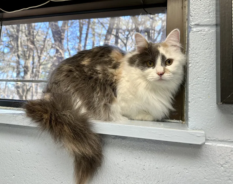 Daphne + Velma thumbnail 2