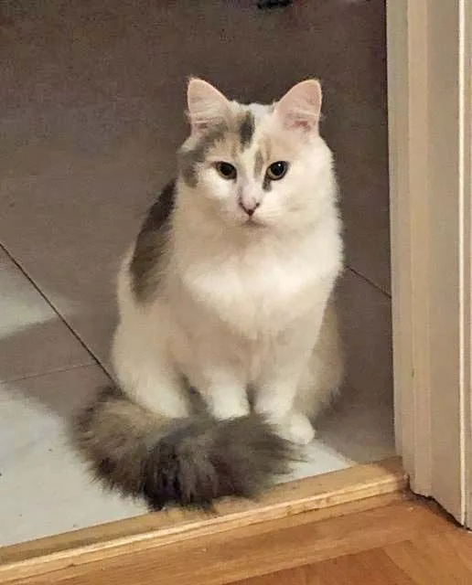 Daphne + Velma thumbnail 3