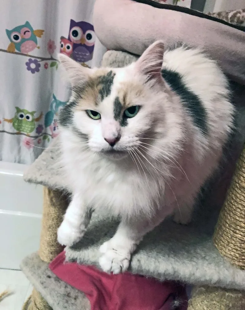 Daphne + Velma thumbnail 4