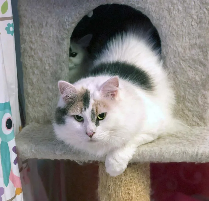 Daphne + Velma thumbnail 5