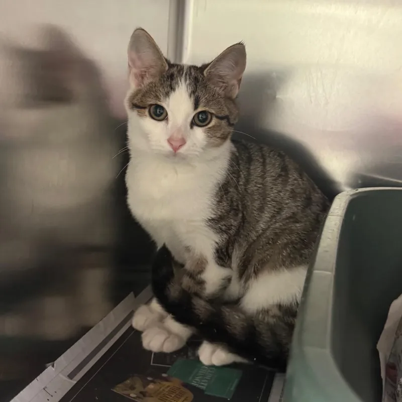 A baby small-sized female White Domestic Short Hair cat named Busy Bee for adoption in Charlottesville, VA