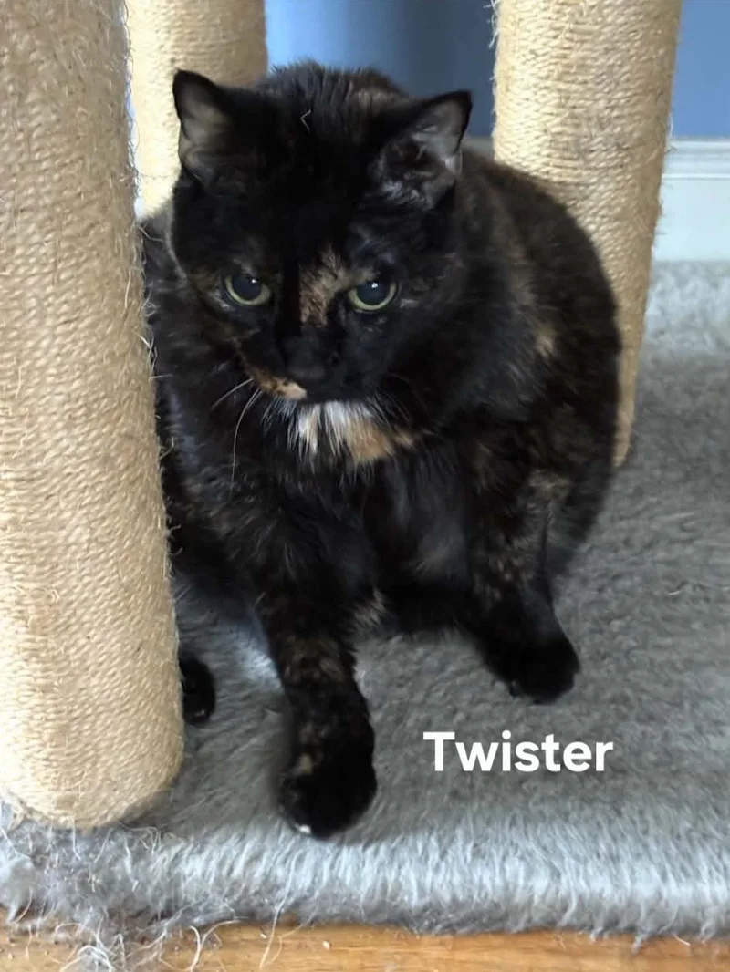 A senior medium-sized female Tortoiseshell Domestic Short Hair cat named Twister for adoption in Chicopee, MA