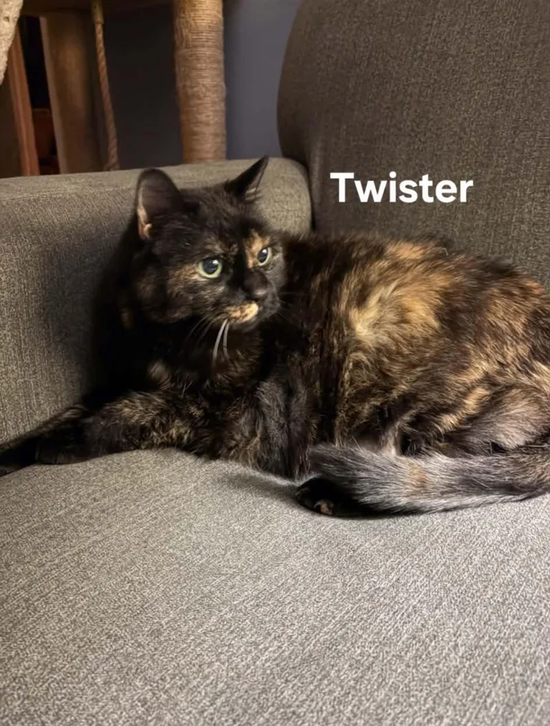 Twister thumbnail 4