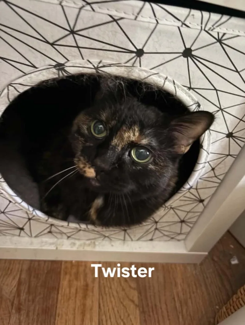 Twister thumbnail 5