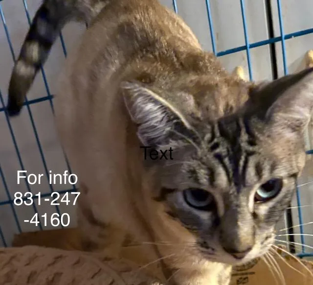 A young medium-sized female Cream / Ivory Siamese cat named Pearl for adoption in Santa Cruz, CA