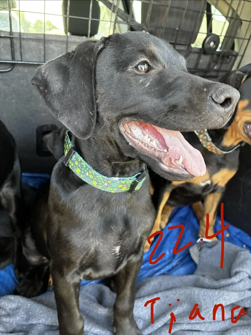 A baby medium-sized female Doberman Pinscher dog named Tiana for adoption in Phoenix, AZ
