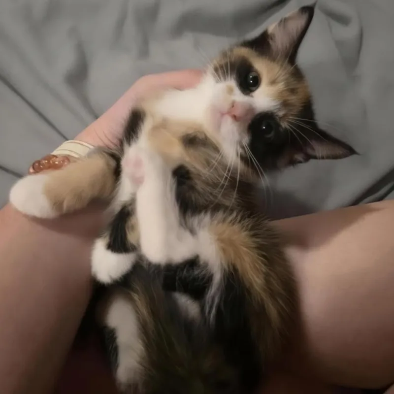 A baby medium-sized female Calico Domestic Short Hair cat named Moo for adoption in Warr Acres, OK