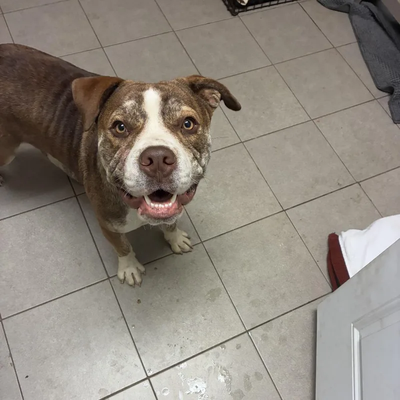 An adult large-sized male English Bulldog dog named Finn for adoption in Kansas City, MO
