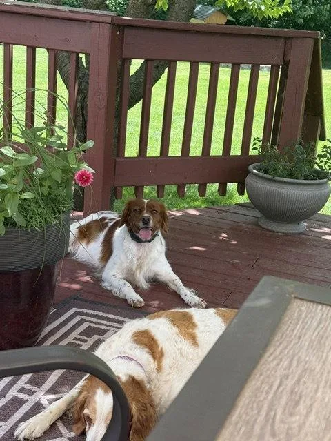 A young medium-sized female Brittany Spaniel dog named MIChili for adoption in Baldwinsville, NY